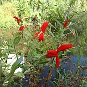 mimulus cardinalis
